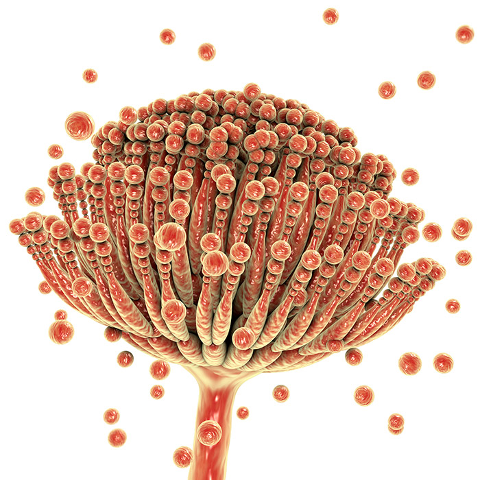 Mycotoxin Screening